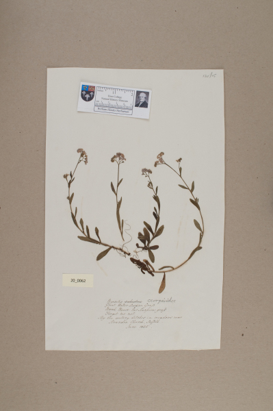 NHM_HH_20.62-2010 image NHM_HH_20.62-2010