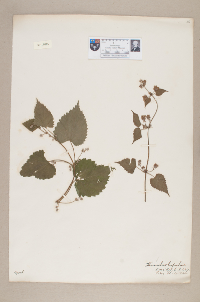 image NHM_HH_7.125-2010