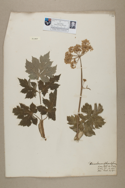 NHM_HH_22.37-2010 image NHM_HH_22.37-2010