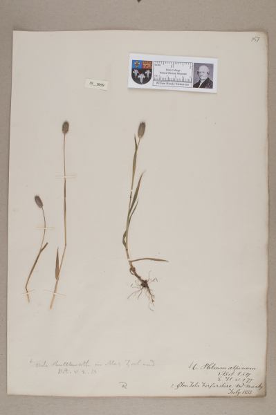 NHM_HH_35.99-2010 image NHM_HH_35.99-2010