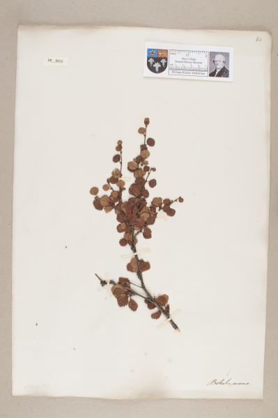 NHM_HH_8.12-2010 image NHM_HH_8.12-2010