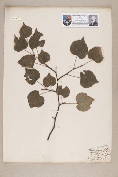 NHM_HH_10.22-2010 image NHM_HH_10.22-2010