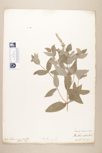 NHM_HH_23.83-2010 image NHM_HH_23.83-2010