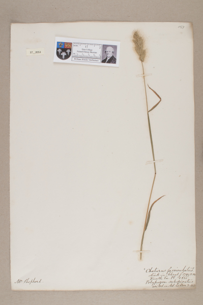 NHM_HH_37.53-2010 image NHM_HH_37.53-2010