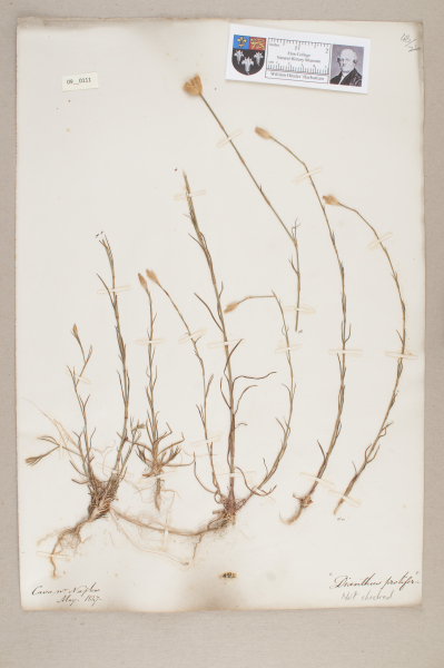 NHM_HH_9.111-2010 image NHM_HH_9.111-2010