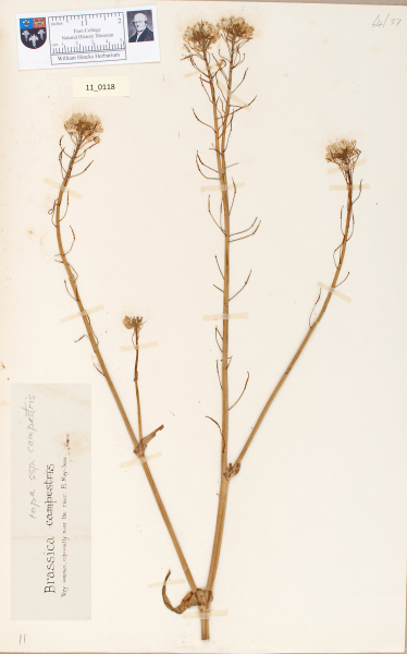 NHM_HH_11.118-2010 image NHM_HH_11.118-2010