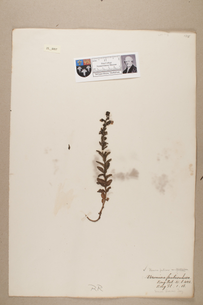 NHM_HH_25.57-2010 image NHM_HH_25.57-2010