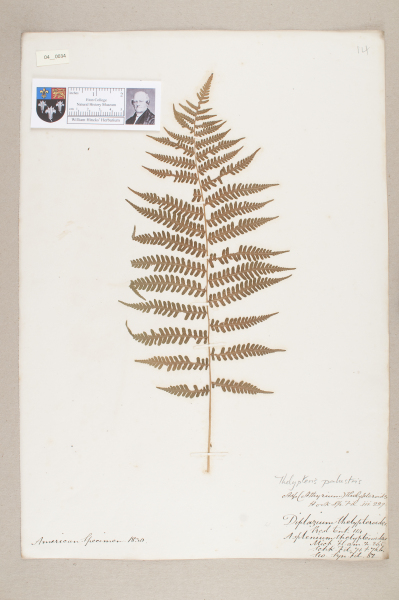 NHM_HH_4.34-2010 image NHM_HH_4.34-2010