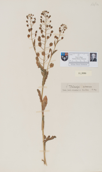 NHM_HH_11.86-2010 image NHM_HH_11.86-2010