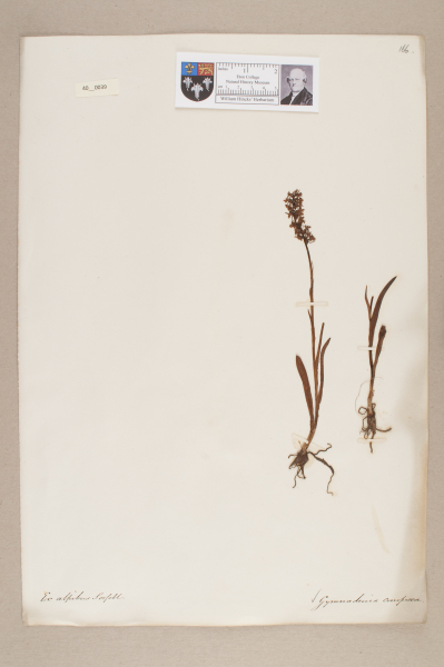 image NHM_HH_40.39-2010