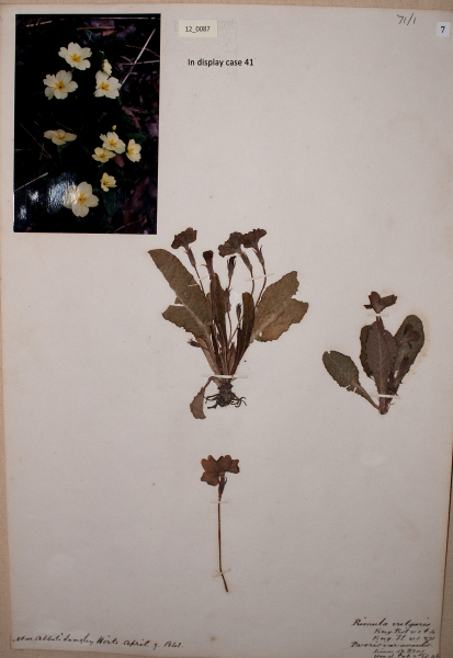 NHM_HH_12.87-2010 image NHM_HH_12.87-2010