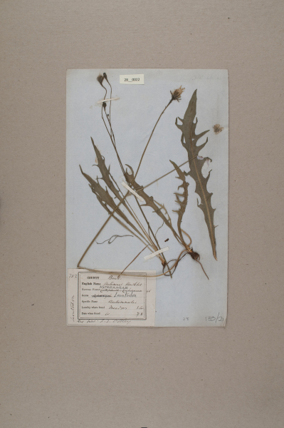 NHM_HH_28.22-2010 image NHM_HH_28.22-2010