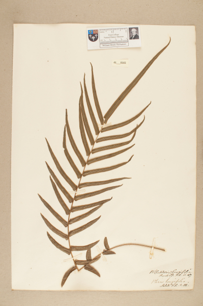 NHM_HH_41.165-2010 image NHM_HH_41.165-2010