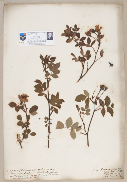 NHM_HH_14.15-2010 image NHM_HH_14.15-2010