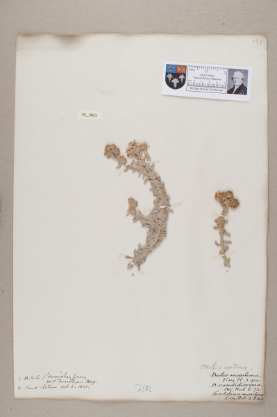 NHM_HH_29.31-2010 image NHM_HH_29.31-2010