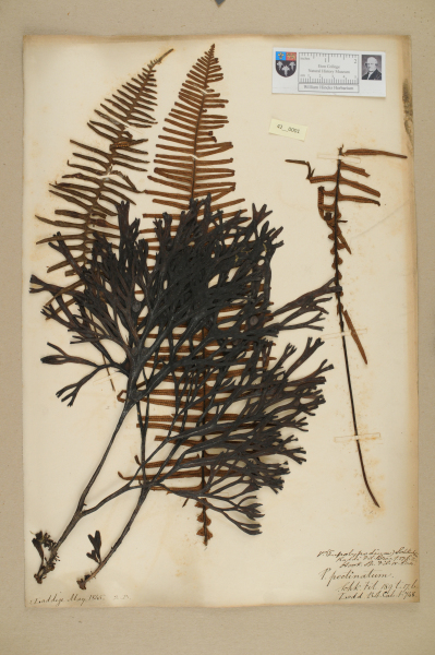 NHM_HH_42.1-2010 image NHM_HH_42.1-2010