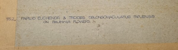 FDA-D.1787-2025-E image FDA-D.1787-2025-E