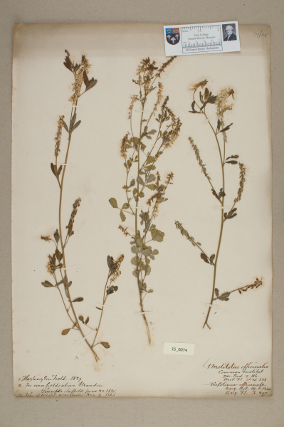 NHM_HH_15.74-2010 image NHM_HH_15.74-2010