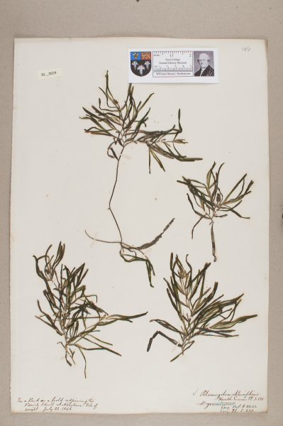 NHM_HH_30.29-2010 image NHM_HH_30.29-2010