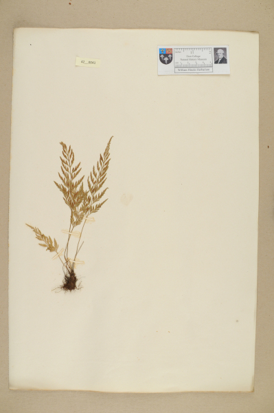 NHM_HH_42.41-2010 image NHM_HH_42.41-2010