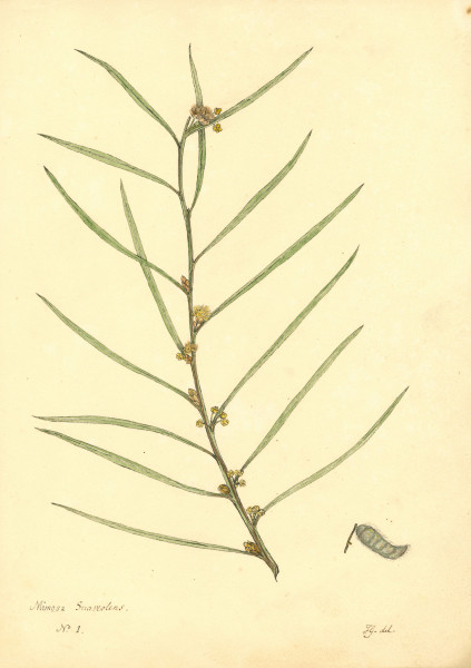 image NHM-HH.1_1-2014