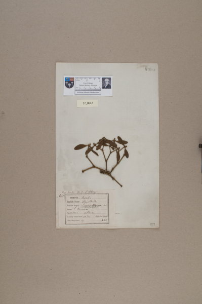 NHM_HH_17.47-2010 image NHM_HH_17.47-2010