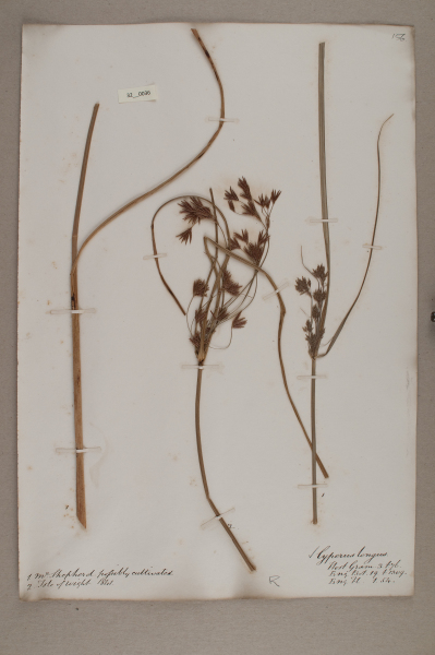 NHM_HH_32.36-2010 image NHM_HH_32.36-2010