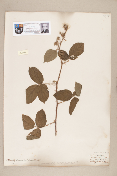 image NHM_HH_43.43-2010