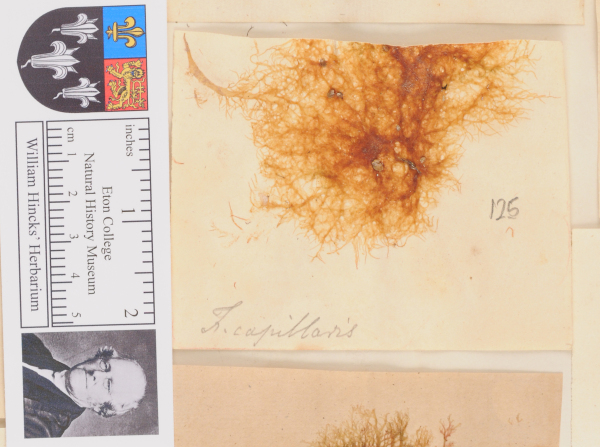 NHM_HH_1.125-2010 image NHM_HH_1.125-2010