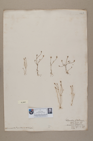 NHM_HH_19.57-2010 image NHM_HH_19.57-2010