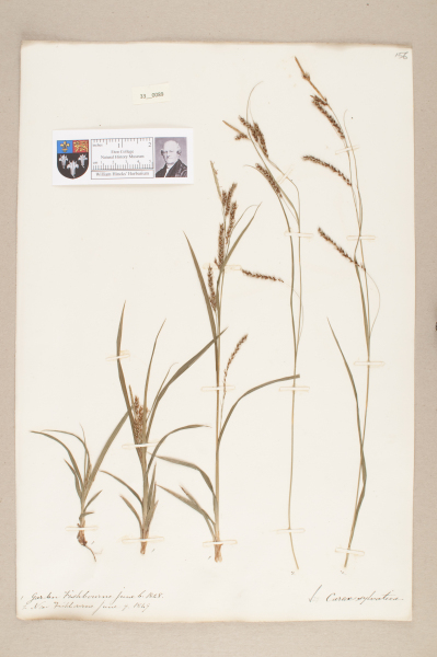 NHM_HH_33.89-2010 image NHM_HH_33.89-2010