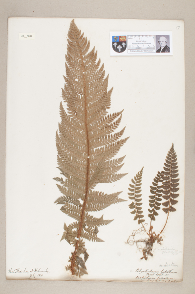 NHM_HH_5.37-2010 image NHM_HH_5.37-2010