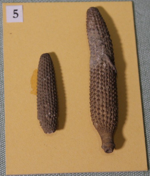 NHM.466-2017 image NHM.466-2017