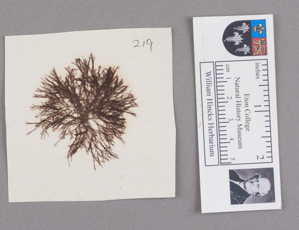 NHM_HH_1.219-2010 image NHM_HH_1.219-2010