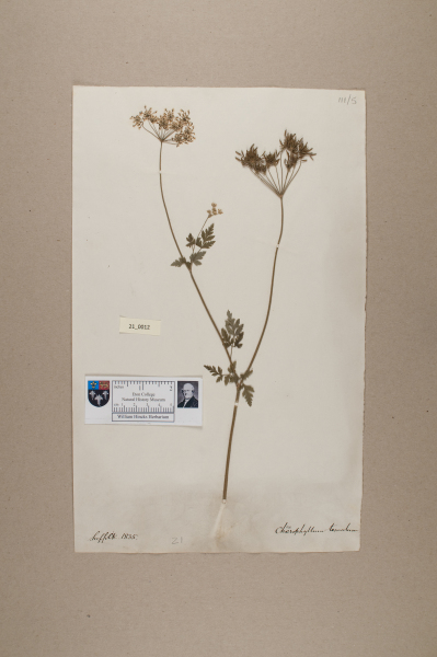 NHM_HH_21.12-2010 image NHM_HH_21.12-2010