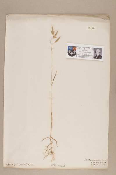 NHM_HH_35.116-2010 image NHM_HH_35.116-2010