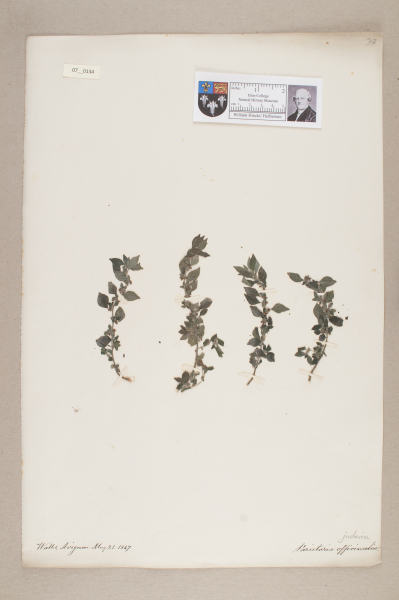 NHM_HH_7.134-2010 image NHM_HH_7.134-2010