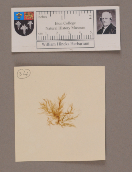 NHM_HH_1.34-2010 image NHM_HH_1.34-2010