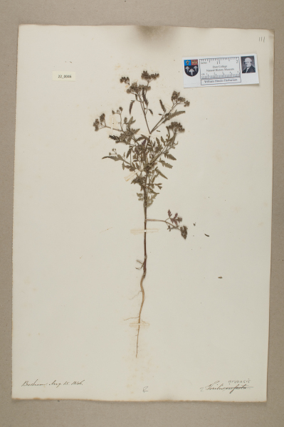 NHM_HH_22.46-2010 image NHM_HH_22.46-2010