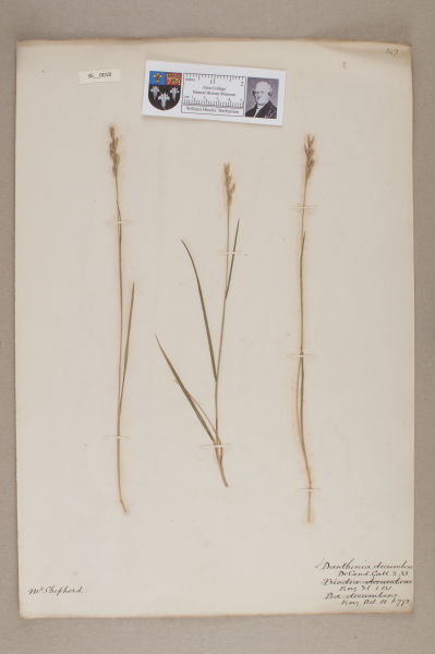 NHM_HH_36.18-2010 image NHM_HH_36.18-2010