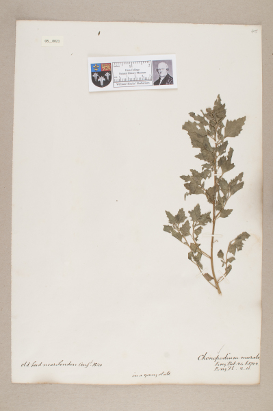 NHM_HH_8.21-2010 image NHM_HH_8.21-2010