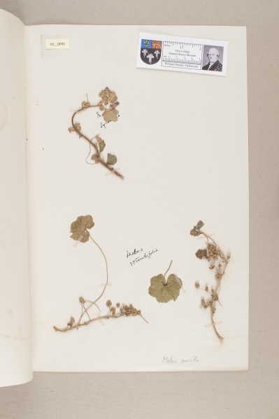 NHM_HH_10.31-2010 image NHM_HH_10.31-2010