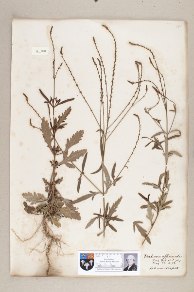 NHM_HH_23.92-2010 image NHM_HH_23.92-2010