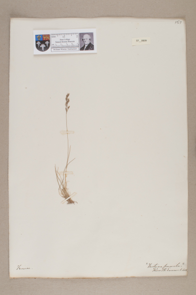 NHM_HH_37.9-2010 image NHM_HH_37.9-2010