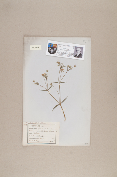 NHM_HH_9.16-2010 image NHM_HH_9.16-2010