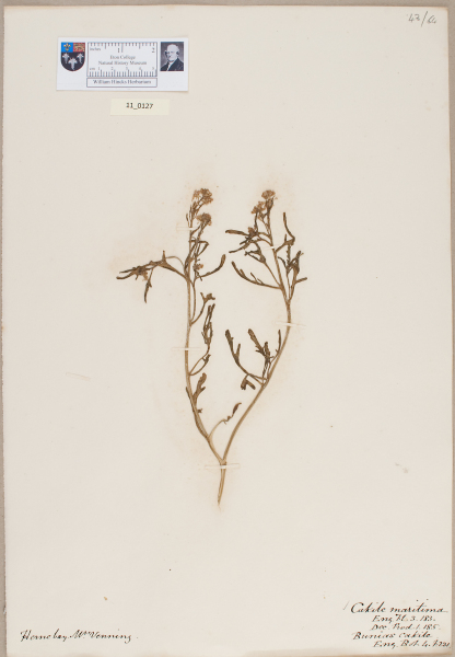 NHM_HH_11.127-2010 image NHM_HH_11.127-2010