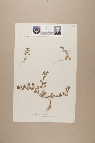 NHM_HH_25.66-2010 image NHM_HH_25.66-2010