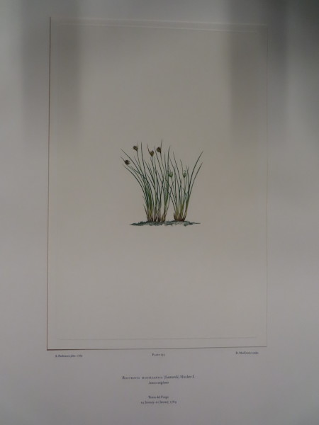 FDA-E.2916_34_20-2016 image FDA-E.2916_34_20-2016