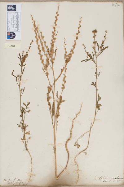 NHM_HH_11.95-2010 image NHM_HH_11.95-2010