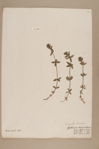 image NHM_HH_26.59-2010